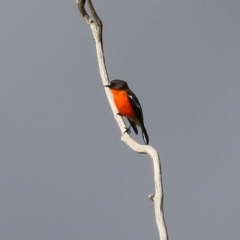 Petroica phoenicea at Tharwa, ACT - 22 Jul 2024