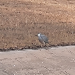 Egretta novaehollandiae at Richardson, ACT - 25 Jul 2024