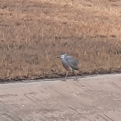 Egretta novaehollandiae (White-faced Heron) at Richardson, ACT - 24 Jul 2024 by MB