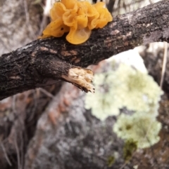 Tremella mesenterica (Witch's Butter or Yellow Brain) at Tharwa, ACT - 16 Jul 2024 by MB
