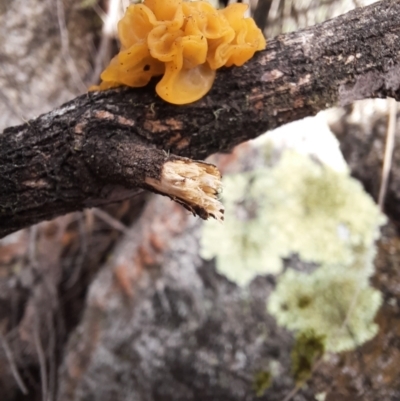 Tremella mesenterica (Witch's Butter or Yellow Brain) at Tharwa, ACT - 16 Jul 2024 by MB