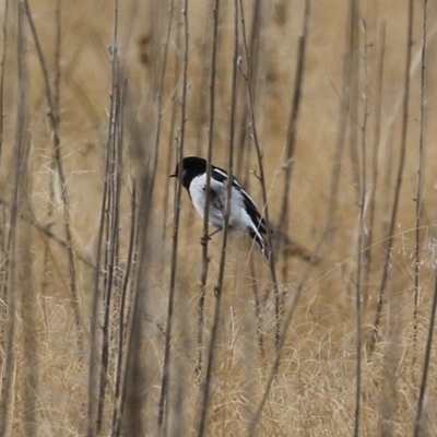 Melanodryas cucullata cucullata (Hooded Robin) at Tharwa, ACT - 22 Jul 2024 by RodDeb