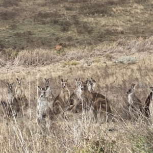 Macropus giganteus at Whitlam, ACT - 25 Jul 2024