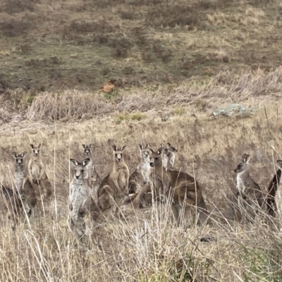 Macropus giganteus (Eastern Grey Kangaroo) at Namarag NR - 25 Jul 2024 by SteveBorkowskis