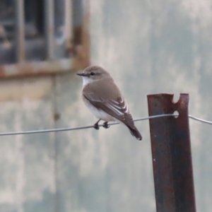 Microeca fascinans at Tharwa, ACT - suppressed