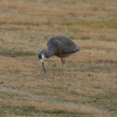 Egretta novaehollandiae (White-faced Heron) at Tharwa, ACT - 22 Jul 2024 by RodDeb