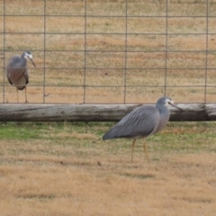 Egretta novaehollandiae at Tharwa, ACT - suppressed