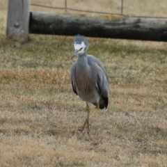 Egretta novaehollandiae at Tharwa, ACT - suppressed