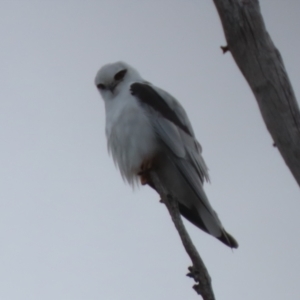 Elanus axillaris at Tharwa, ACT - 22 Jul 2024