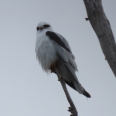 Elanus axillaris at Tharwa, ACT - 22 Jul 2024