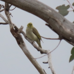 Ptilotula penicillata (White-plumed Honeyeater) at Tharwa, ACT - 22 Jul 2024 by RodDeb