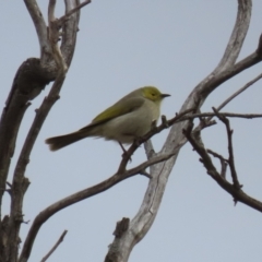 Ptilotula penicillata at Tharwa, ACT - 22 Jul 2024