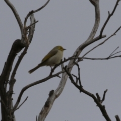 Ptilotula penicillata at Tharwa, ACT - 22 Jul 2024