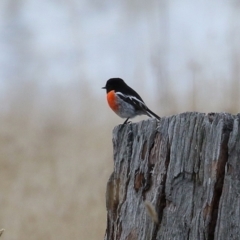 Petroica boodang at Tharwa, ACT - 22 Jul 2024