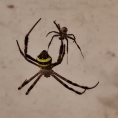 Argiope (genus) (A St. Andrew's cross spider) at Shelburne, QLD - 25 Jul 2024 by Mike