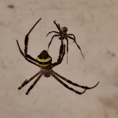 Argiope sp. (genus) at Shelburne, QLD - 25 Jul 2024 by Mike