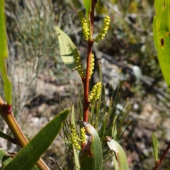 Acacia longifolia subsp. longifolia (sallow or Sydney golden wattle) at Sassafras, NSW - 24 Jul 2024 by RobG1