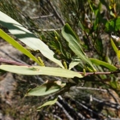 Acacia longifolia subsp. longifolia at Sassafras, NSW - 24 Jul 2024