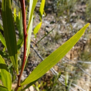 Acacia longifolia subsp. longifolia at Sassafras, NSW - 24 Jul 2024