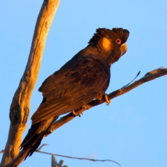 Zanda funerea (Yellow-tailed Black-Cockatoo) at Guerilla Bay, NSW - 21 Jul 2024 by jb2602