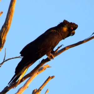 Zanda funerea at Guerilla Bay, NSW - 21 Jul 2024 05:04 PM