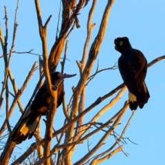 Zanda funerea at Guerilla Bay, NSW - 21 Jul 2024 05:04 PM