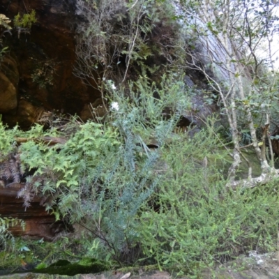 Westringia fruticosa (Native Rosemary) at Royal National Park, NSW - 22 Jul 2024 by Amata