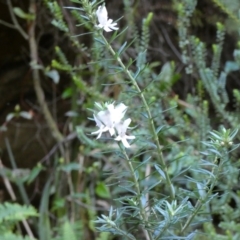 Westringia fruticosa at Royal National Park, NSW - 22 Jul 2024 10:38 AM