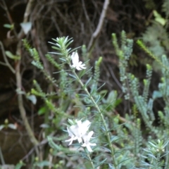 Westringia fruticosa at Royal National Park, NSW - 22 Jul 2024 10:38 AM