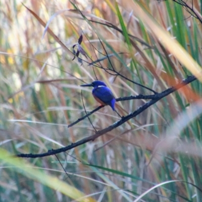 Ceyx azureus (Azure Kingfisher) at Pialligo, ACT - 2 May 2021 by MB