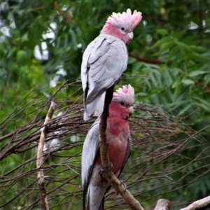 Eolophus roseicapilla (Galah) at Richardson, ACT by MB