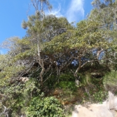 Ficus rubiginosa (Port Jackson or Rusty Fig) at Royal National Park, NSW - 22 Jul 2024 by Amata