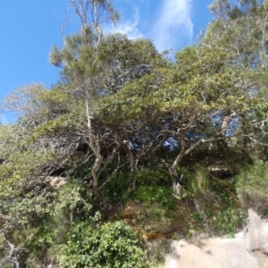 Ficus rubiginosa at Royal National Park, NSW - 22 Jul 2024 10:09 AM