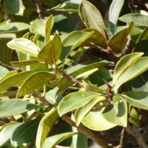 Ficus rubiginosa at Royal National Park, NSW - 22 Jul 2024 10:09 AM