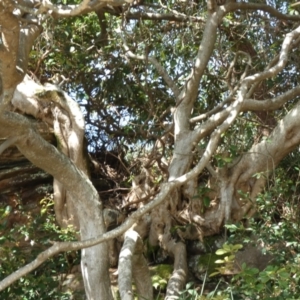 Ficus rubiginosa at Royal National Park, NSW - 22 Jul 2024 10:09 AM