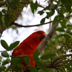 Alisterus scapularis at Richardson, ACT - 12 Feb 2020