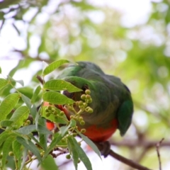 Alisterus scapularis at Richardson, ACT - 12 Feb 2020