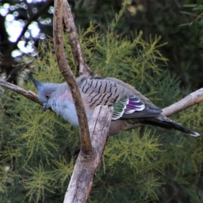Ocyphaps lophotes (Crested Pigeon) at Richardson, ACT - 14 May 2020 by MB