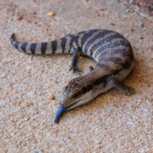 Tiliqua scincoides scincoides (Eastern Blue-tongue) at Richardson, ACT by MB