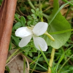 Viola sp. (Violet) at Hackett, ACT - 23 Jul 2024 by HappyWanderer