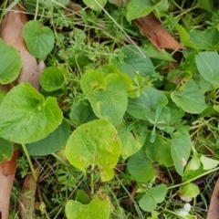 Viola sp. at Hackett, ACT - 23 Jul 2024