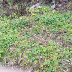 Viola sp. at Hackett, ACT - 23 Jul 2024