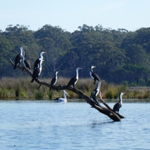 Phalacrocorax varius at Wallagoot, NSW - 21 Oct 2020