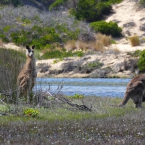 Macropus giganteus at Wallagoot, NSW - 21 Oct 2020