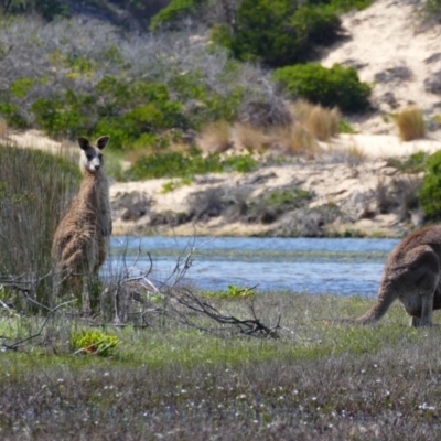 Macropus giganteus (Eastern Grey Kangaroo) at Wallagoot, NSW - 20 Oct 2020 by MB