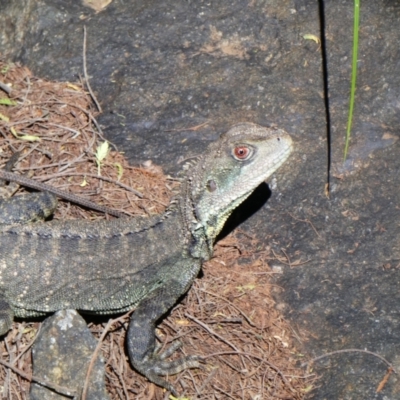 Intellagama lesueurii howittii at Uriarra Village, ACT - 1 Nov 2020 by MB