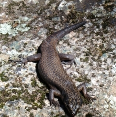 Egernia saxatilis intermedia (Black Rock Skink) at Cotter River, ACT - 3 Nov 2020 by MB