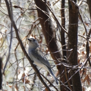 Colluricincla harmonica at Tharwa, ACT - 3 Nov 2020