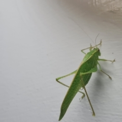 Unidentified Grasshopper, Cricket or Katydid (Orthoptera) at Shelburne, QLD - 25 Jul 2024 by Mike