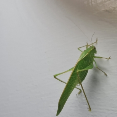 Unidentified Grasshopper, Cricket or Katydid (Orthoptera) at Shelburne, QLD - 25 Jul 2024 by Mike